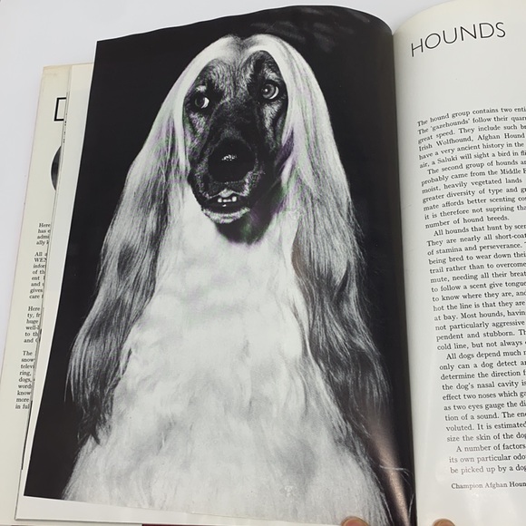 The World of Dogs Book By Wendy Boorer 1970s - Picture 12 of 17